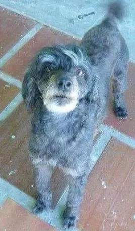 Cachorro ra a poodle mestiça idade 6 ou mais anos nome Pity GRATIFICA