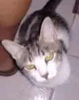 Zezinho Maria dote 