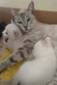 Zezinho Maria dote 