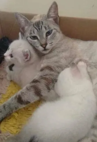 Gato ra a  idade  nome Zezinho Maria dote 