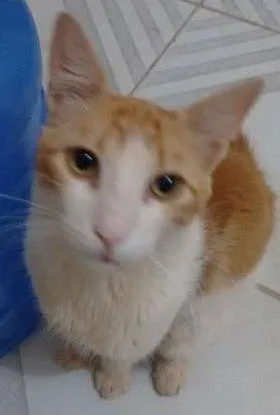 Gato ra a  idade  nome Zezinho Maria dote 