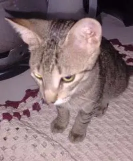 Gato ra a  idade  nome Zezinho Maria dote 