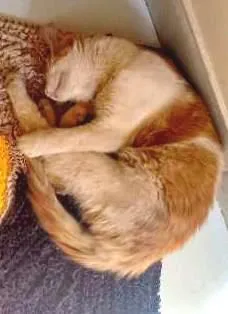 Gato ra a  idade  nome Zezinho Maria dote 