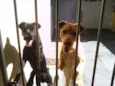 marley e João