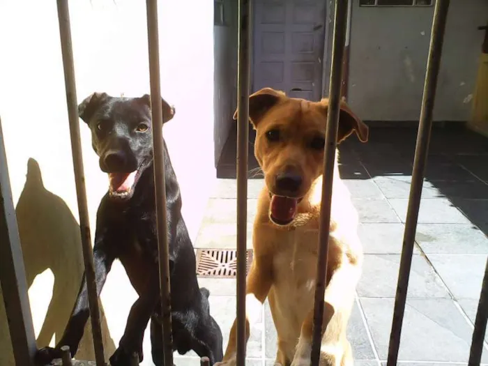 Cachorro ra a SRD idade 2 anos nome marley e João