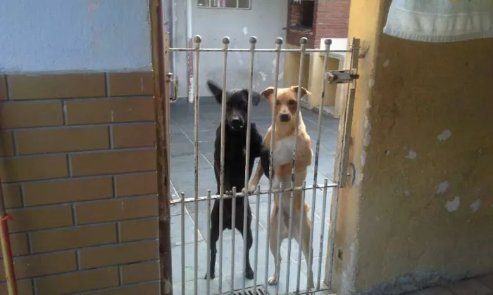 Cachorro ra a SRD idade 2 anos nome marley e João