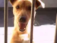 marley e João