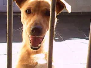 Cachorro raça SRD idade 2 anos nome marley e João
