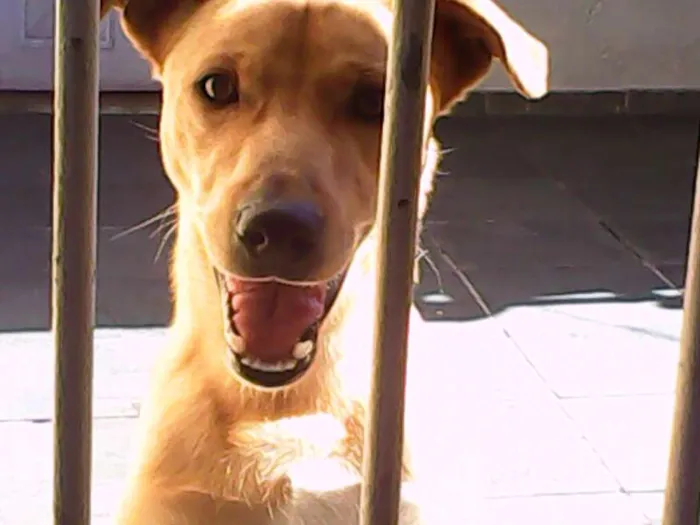 Cachorro ra a SRD idade 2 anos nome marley e João