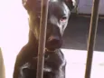 marley e João