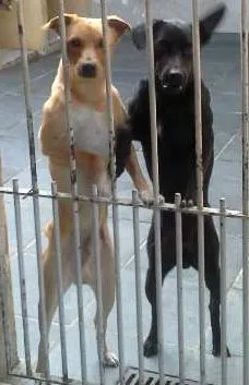 Cachorro ra a SRD idade 2 anos nome marley e João