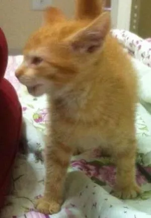 Gato raça  idade 2 a 6 meses nome cachaça