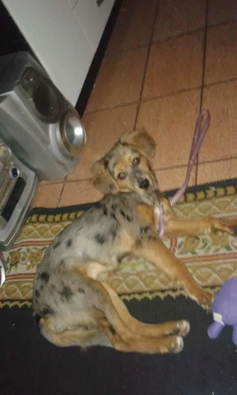 Cachorro ra a vira lata idade 2 a 6 meses nome julhy