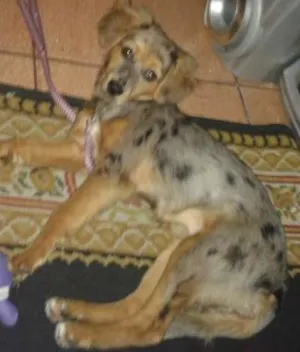 Cachorro raça vira lata idade 2 a 6 meses nome julhy