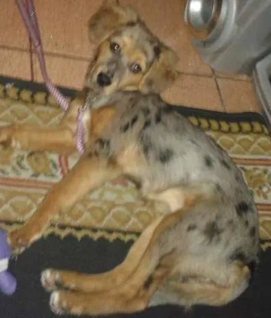 Cachorro ra a vira lata idade 2 a 6 meses nome julhy