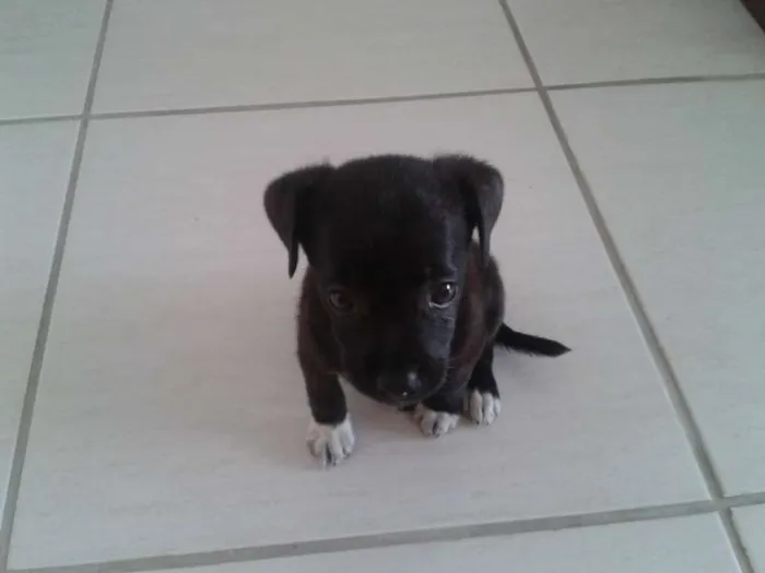 Cachorro ra a SRD idade  nome Bolinha