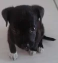 Bolinha