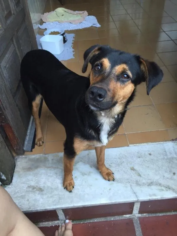 Cachorro ra a SRD idade 1 ano nome Pipoca