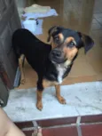 Pipoca