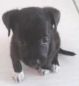 Bolinha
