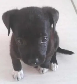 Cachorro raça SRD idade  nome Bolinha