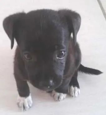 Cachorro ra a SRD idade  nome Bolinha