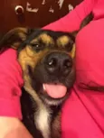 Pipoca
