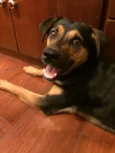 Pipoca