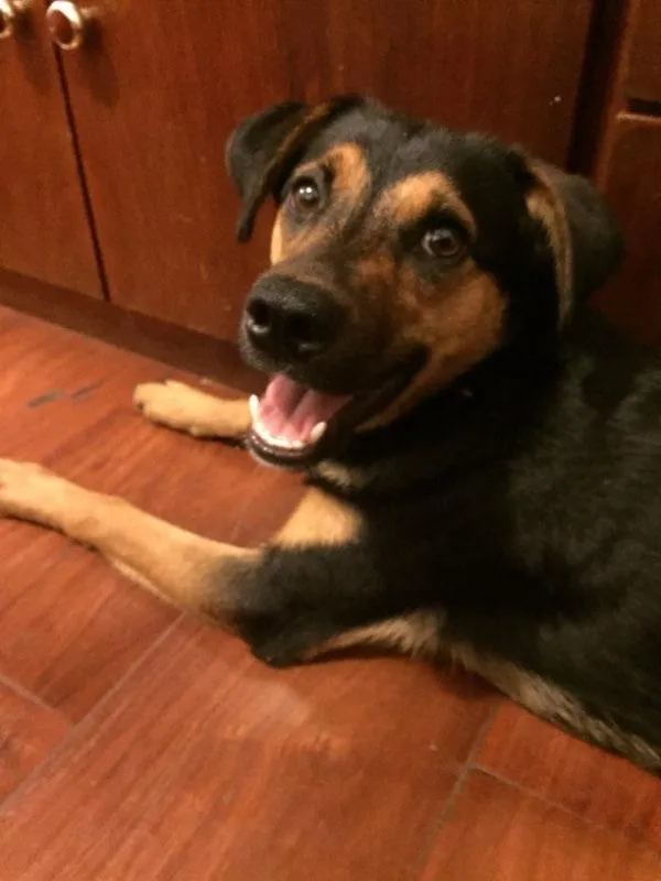 Cachorro ra a SRD idade 1 ano nome Pipoca