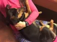 Pipoca