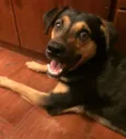 Pipoca