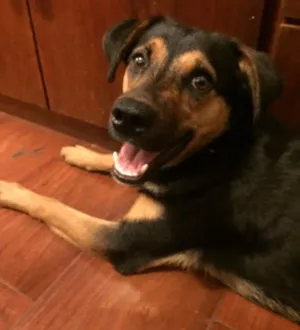 Cachorro raça SRD idade 1 ano nome Pipoca