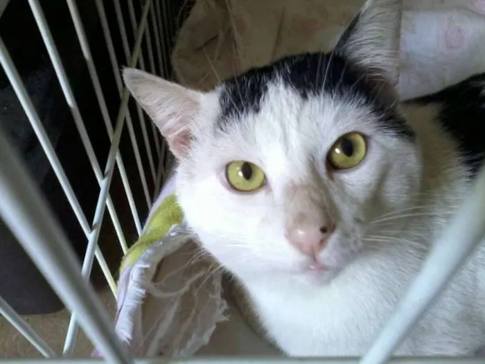 Gato ra a Não definida idade 2 anos nome Franjinha