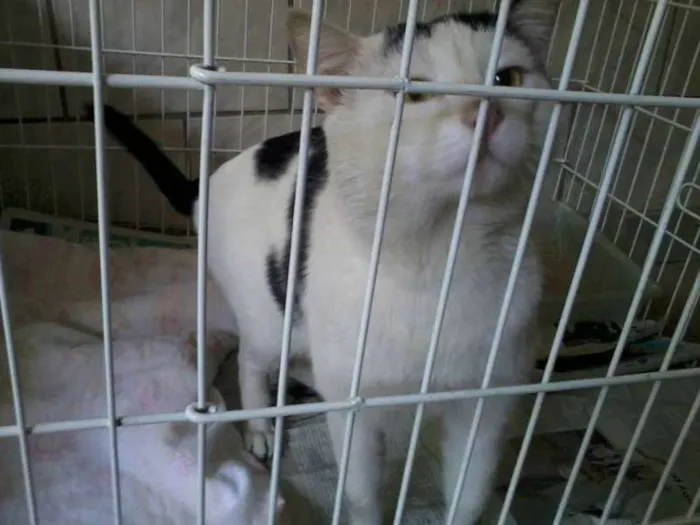 Gato ra a Não definida idade 2 anos nome Franjinha