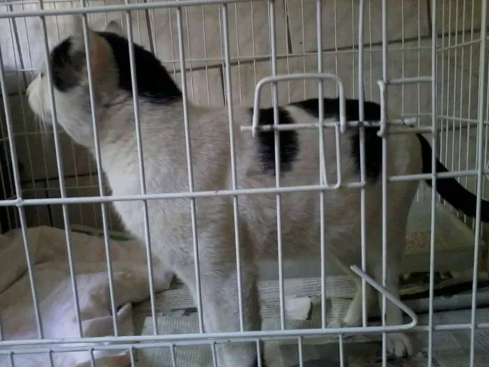 Gato ra a Não definida idade 2 anos nome Franjinha