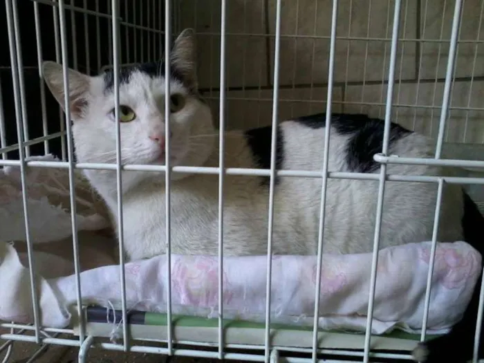 Gato ra a Não definida idade 2 anos nome Franjinha