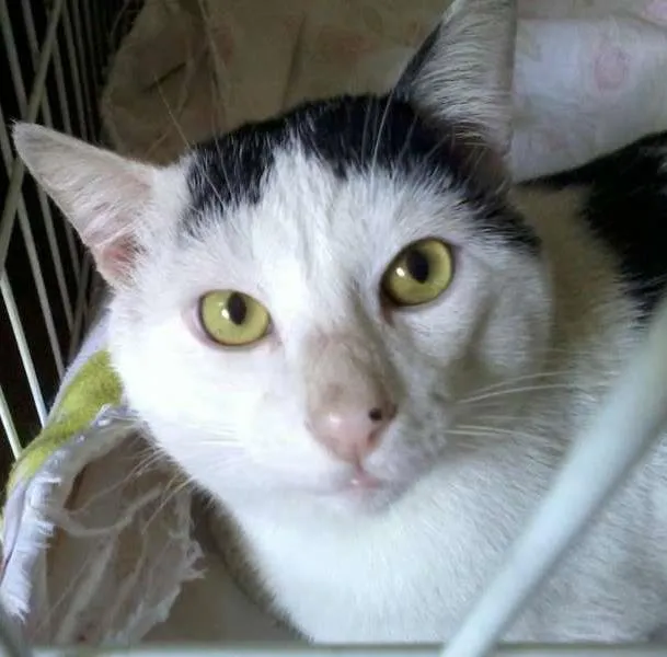 Gato ra a Não definida idade 2 anos nome Franjinha