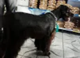 Cachorro raça Schnauzer idade 1 ano nome Bob
