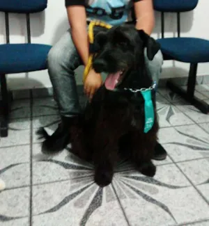 Cachorro raça Schnauzer idade 1 ano nome Bob
