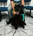Cachorro raça Schnauzer idade 1 ano nome Bob