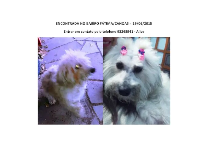Cachorro ra a Mestiça idade 2 anos nome Linda