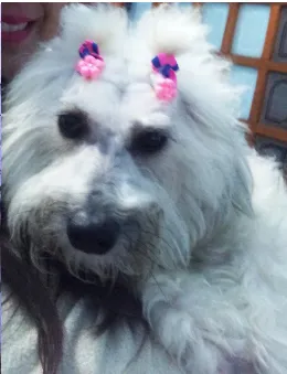 Cachorro ra a Mestiça idade 2 anos nome Linda