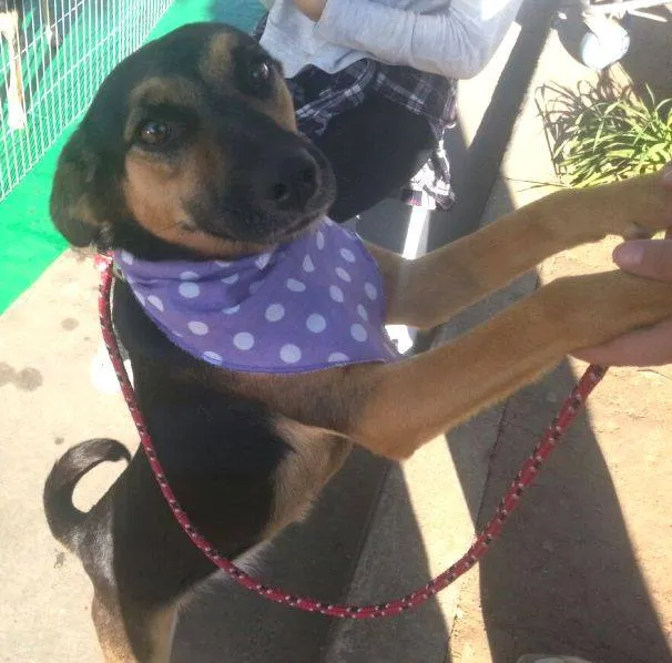 Cachorro ra a SRD idade 1 ano nome Meg