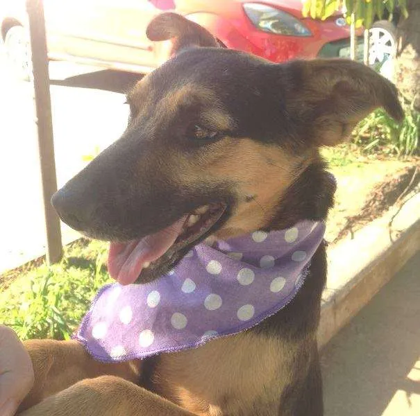 Cachorro ra a SRD idade 1 ano nome Meg