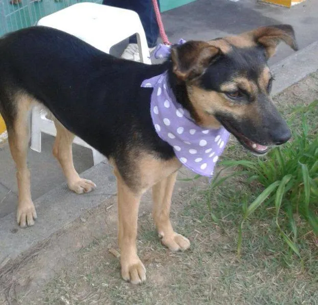 Cachorro ra a SRD idade 1 ano nome Meg