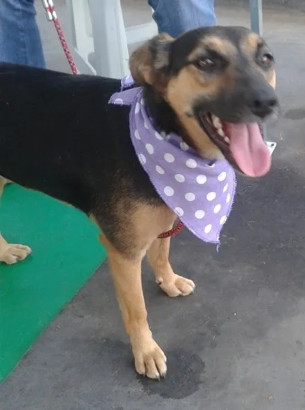 Cachorro ra a SRD idade 1 ano nome Meg