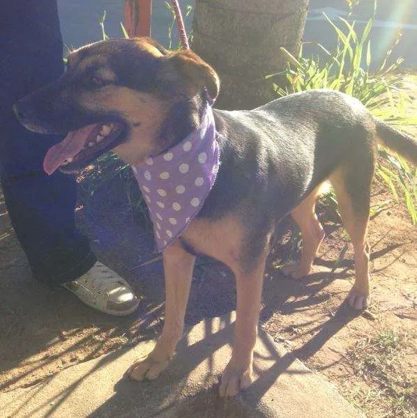 Cachorro ra a SRD idade 1 ano nome Meg