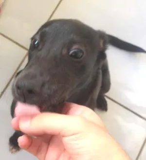 Cachorro raça SRD idade 2 a 6 meses nome Miah