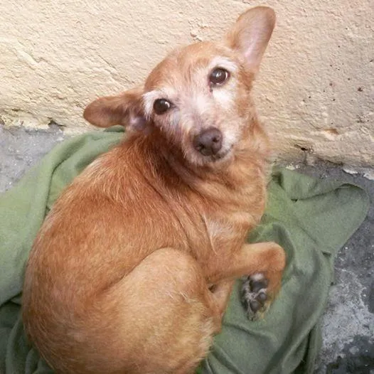 Cachorro ra a SRD idade 2 a 6 meses nome FIA