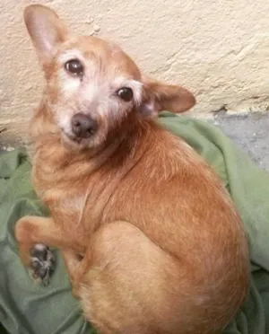 Cachorro raça SRD idade 2 a 6 meses nome FIA